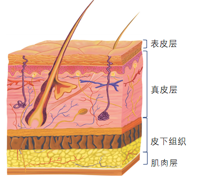 华美护航