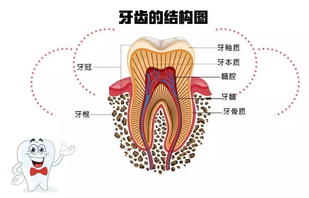 牙缺失、牙坏了···拿什么拯救我的牙? 图片-4