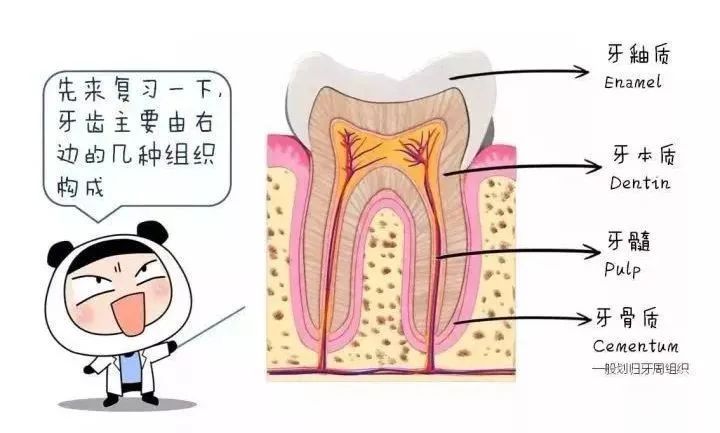 牙龈萎缩不可逆，提前预防可远离! 图片-3
