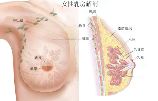 假体隆胸和脂肪丰胸都想要?没问题，安排 图片-14