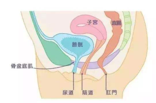 这部分肌肉群所有女人都要运动下! 图片-6