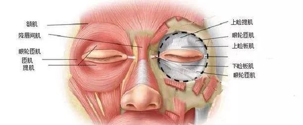 同样都是单眼皮，为何超模的看起来高级感十足? 图片-23