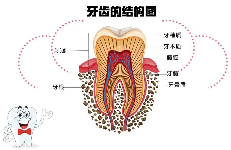 学会牙外伤急救，磕断的牙齿还能活! 图片-3