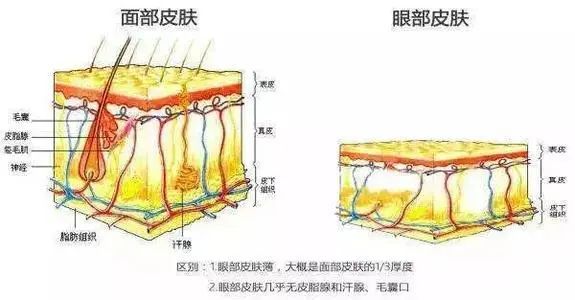 每个成年人，都会被眼周衰老折磨，五官再抗打也没用 图片-6