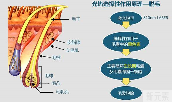 女生的体毛变粗变密不是刮出来的?而是因为这个...... 图片-6