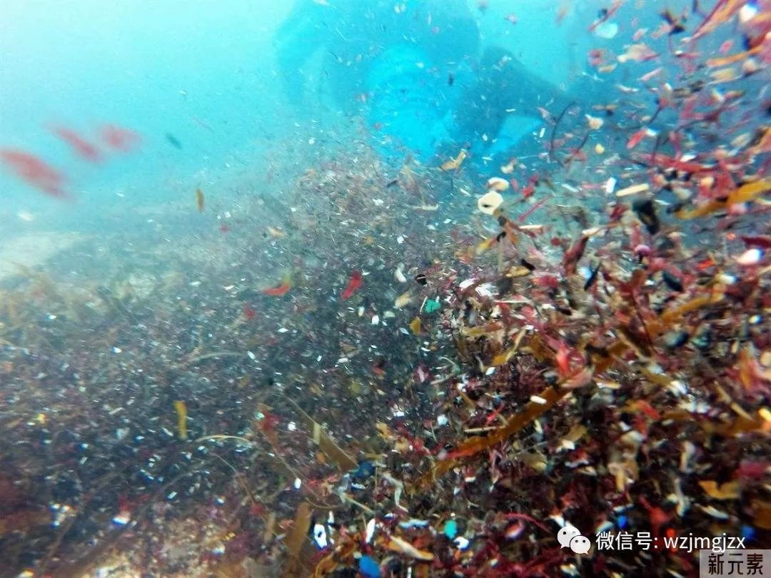 你可能不知道?!你的身体已经被“微塑料”占领了!!! 图片-5