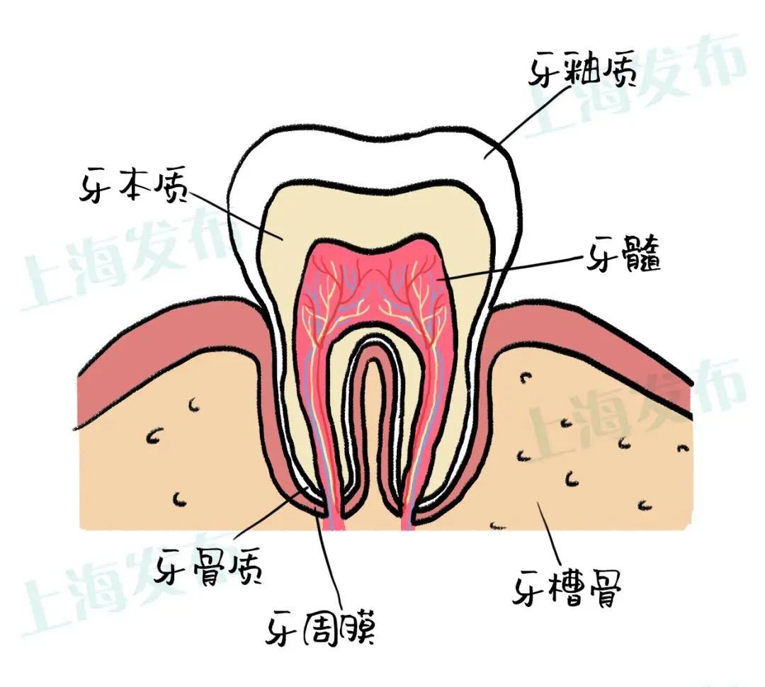 牙疼是因为什么原因引起的？没想到你是这样的牙疼...... 图片-3