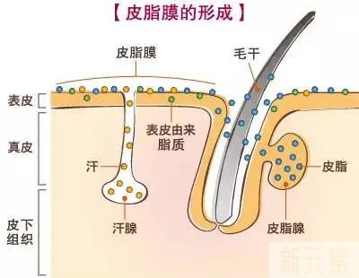 植发前为什么要做皮肤镜检查? 图片-5