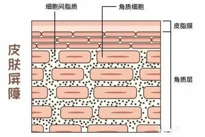 智商税?聊聊皮肤屏障修复那些事儿。 图片-4