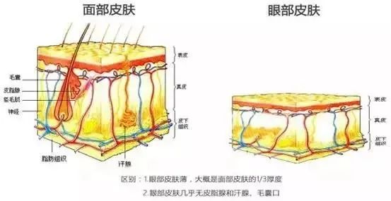 涂了眼霜， 眼纹为何还是越来越多? 图片-2
