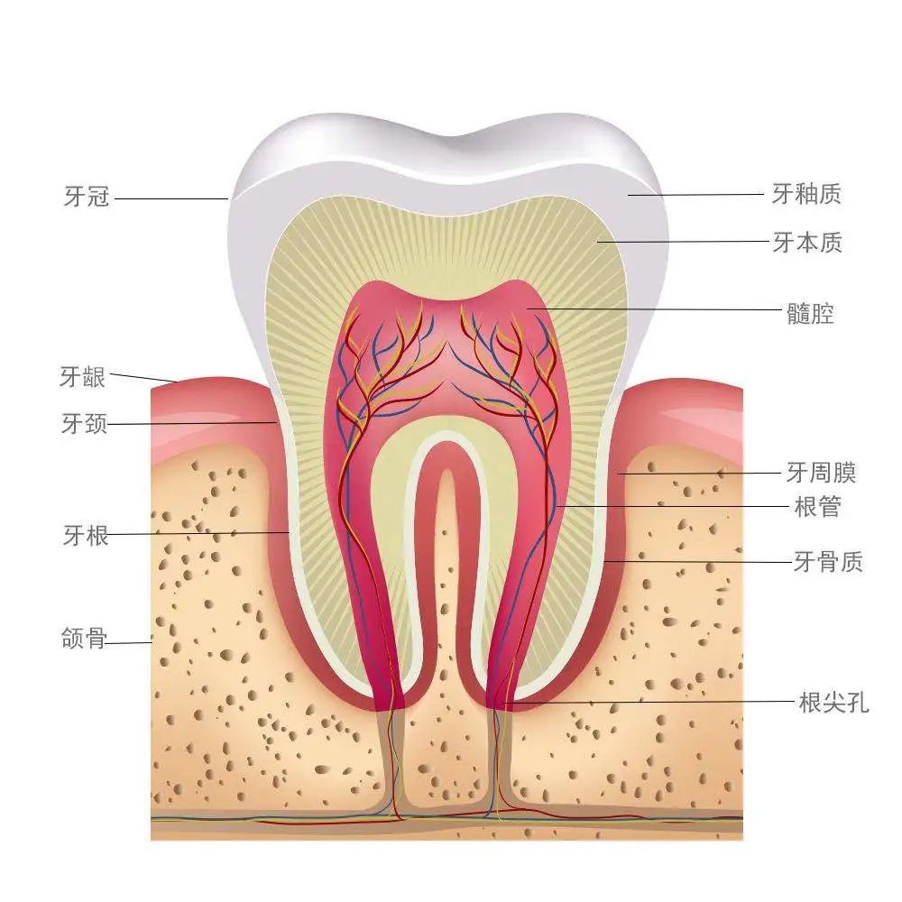 科普来了， 为什么一到晚上牙齿就加剧疼痛? 图片-3