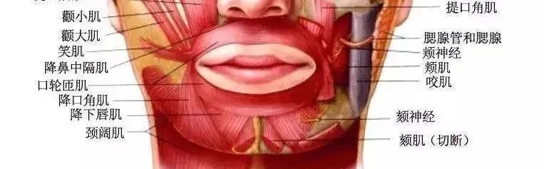 单纯易懂的唇部塑美指南 图片-4