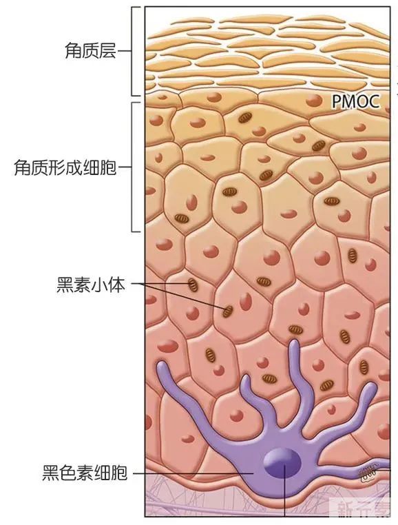 我要的美很简单，干干净净一张脸 图片-5