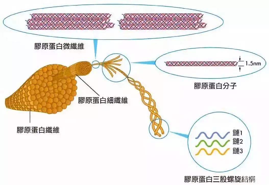 吃啥补啥，流失的胶原蛋白能吃回来吗? 图片-2