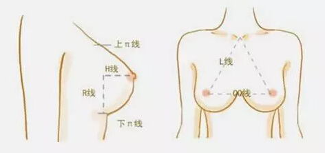爆哭!原来胸部的形状还分这么多种? 图片-14