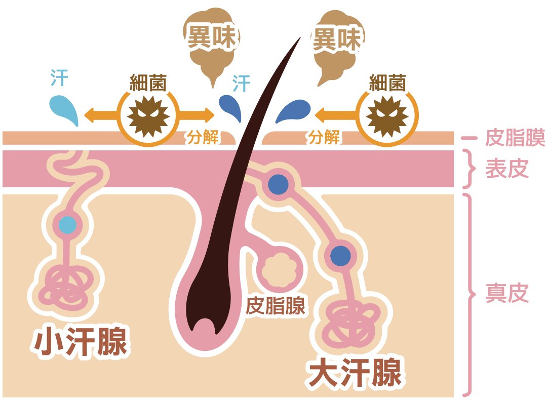 大汗腺位置图图片