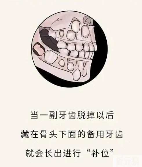 这10条牙齿冷知识，让您更懂您的牙齿 图片-4
