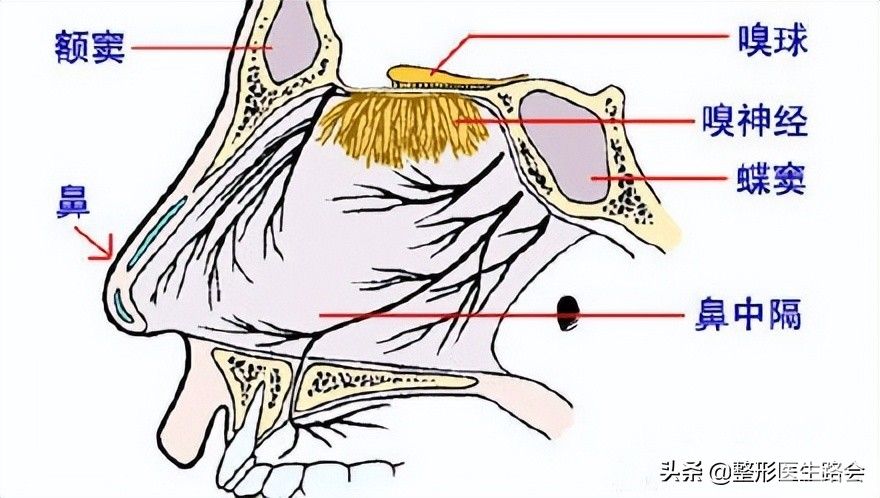 隆鼻后嗅觉失灵!是暂时的?还是永久的?听听三甲医生怎么说? 图片-5