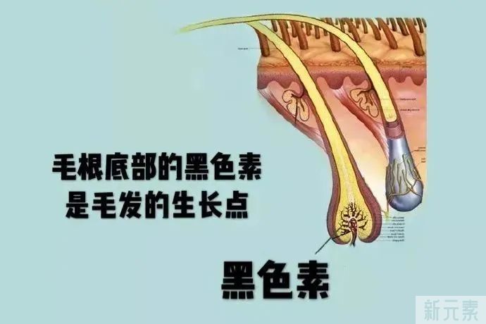 脱毛也能白2个色号!这些脱毛知识你还不知道? 图片-4
