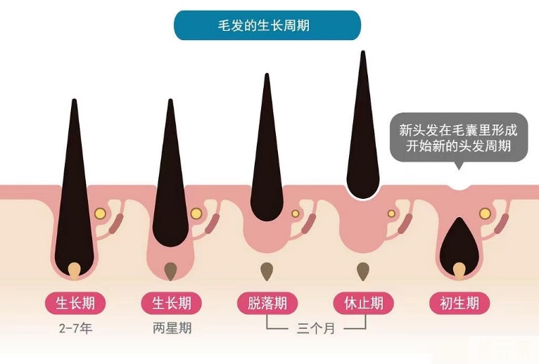 您以为的「毛囊萎缩」可能已经闭合了! 图片-2