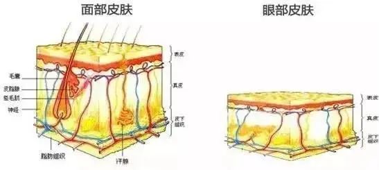 暂时性皱纹多久会变成永久皱纹? 图片-5