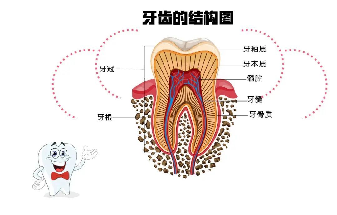 种植牙凭什么卖这么贵，质量到底如何，与真牙的区别是什么? 图片-14