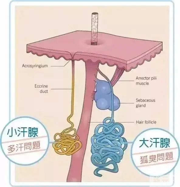 夏日美好，别让腋嗅成为社恐的理由 图片-2