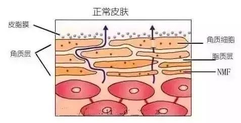 狂敷面膜补水，皮肤为什么不见好? 图片-4