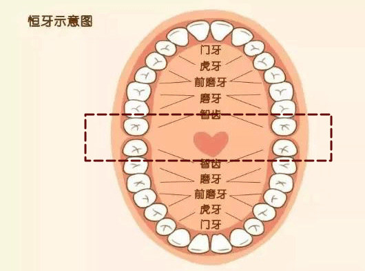 科普来了 | 拔智齿会导致牙齿松动吗? 图片-4