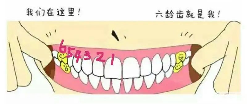 科普来了 | 爸妈需知注意!6成小朋友蛀牙都发生在这牙上! 图片-5