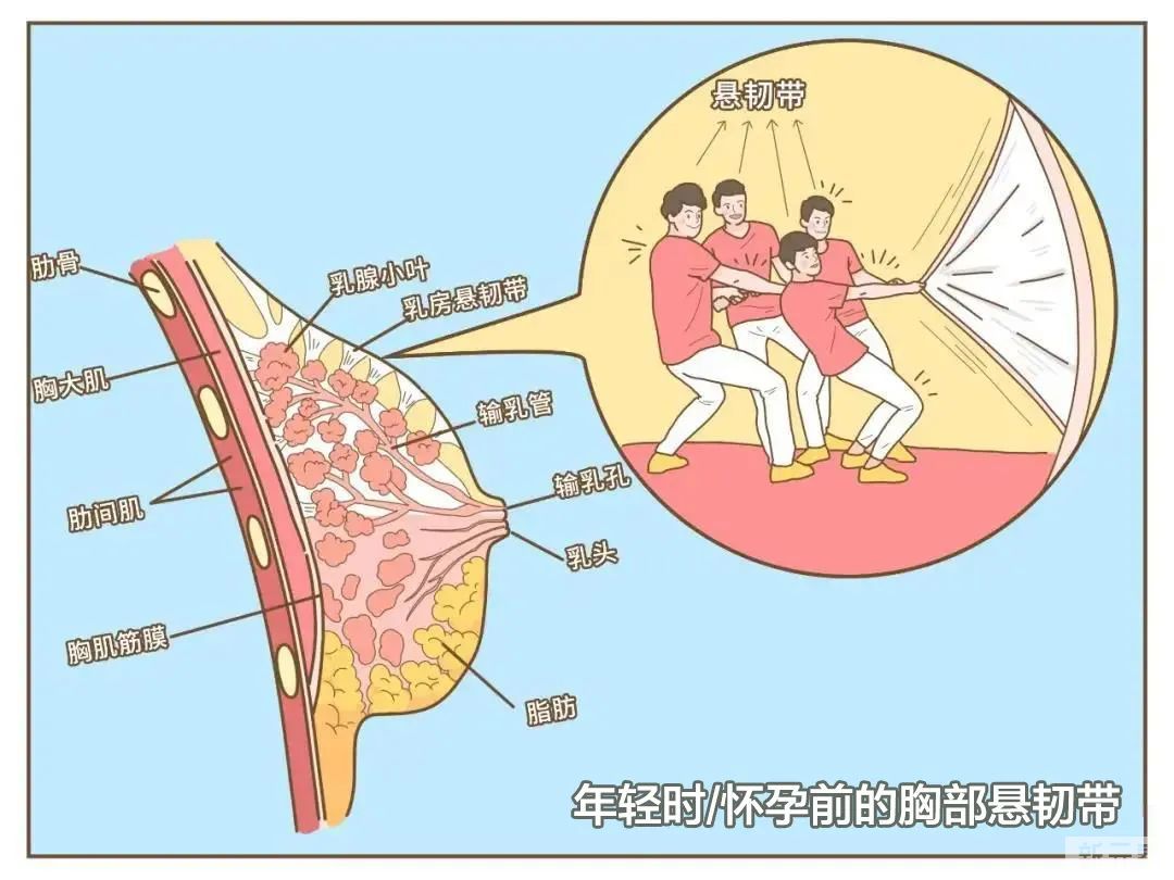 宅家不穿内衣，胸到底会不会下垂? 图片-3