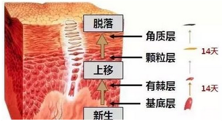 【专业解答】疤痕为何要周期性治疗和按时复诊? 图片-4