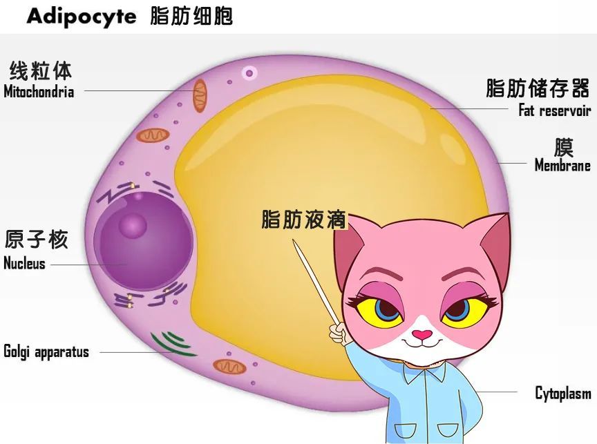 快过年了，吸脂之后可以「报复性」大吃大喝吗? 图片-4